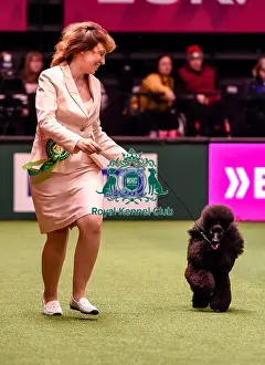 Crufts 2016 Best of Breed