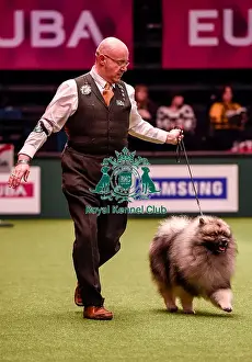 Crufts 2016 Best of Breed