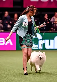 Crufts 2016 Best of Breed