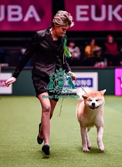 Crufts 2016 Best of Breed