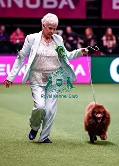 Crufts 2016 Best of Breed