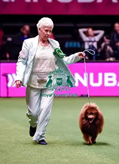 Crufts 2016 Best of Breed