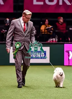 Crufts 2016 Best of Breed