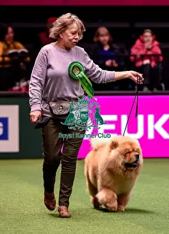Crufts 2016 Best of Breed