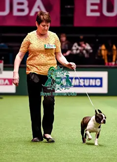 Crufts 2016 Best of Breed