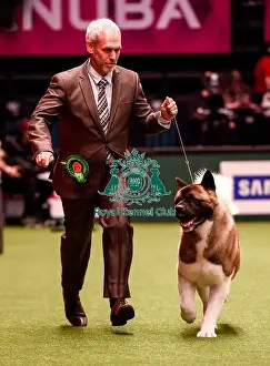 Crufts 2016 Best of Breed