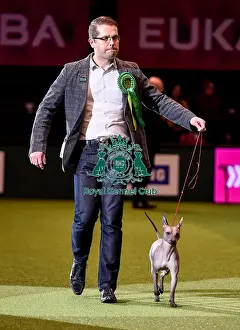 Crufts 2016 Best of Breed