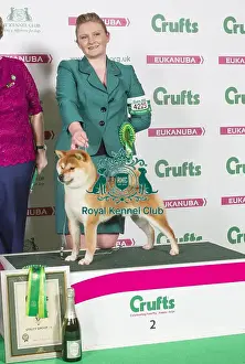 Crufts 2016 Best of Breed