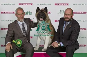 Crufts 2016 Best of Breed