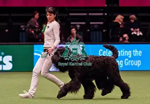 Crufts 2016 Best of Breed