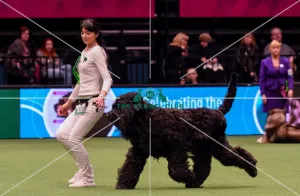 Crufts 2016 Best of Breed Crufts 2016 Best of Breed