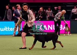 Crufts 2016 Best of Breed