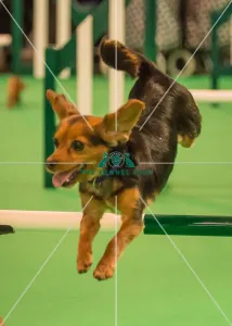 Crufts 2016 Gundog day