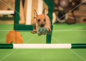 Crufts 2016 Gundog day