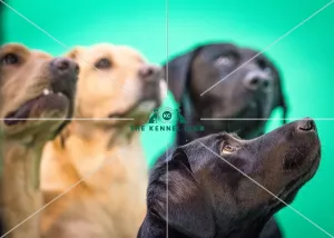 Crufts 2016 Gundog day
