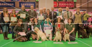 Crufts 2016 Gundog day Crufts 2016 Gundog day