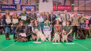 Crufts 2016 Gundog day
