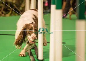 Spaniel (English Springer)