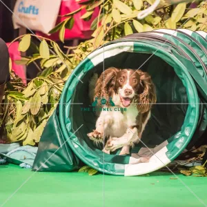 Spaniel (English Springer)