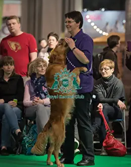Crufts 2016 Gundog day
