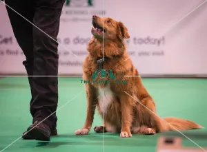 Crufts 2016 Gundog day