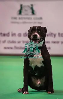 Crufts 2016 Gundog day