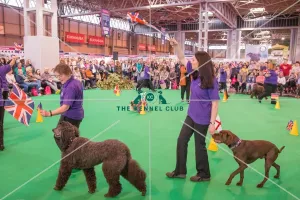 Crufts 2016 Gundog day