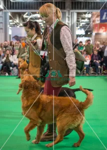 Crufts 2016 Gundog day