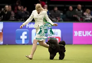 Crufts 2017