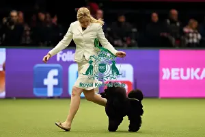 Crufts 2017