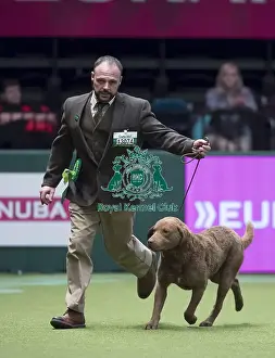 Crufts 2017
