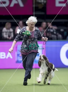 Spaniel (English Springer)