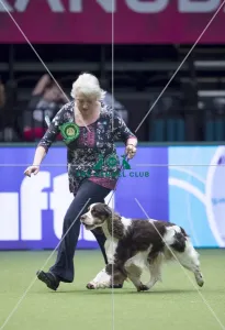 Spaniel (English Springer)