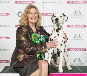 Dalmatian Best of Breed 2017