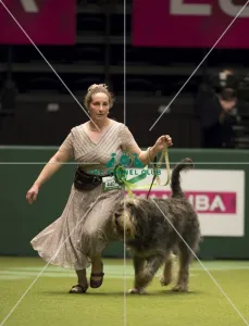 Otterhound