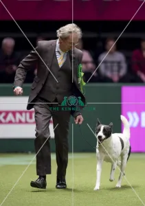 Crufts 2017