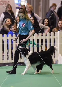 Crufts 2017