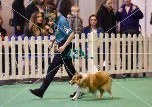 Crufts 2017 Crufts 2017