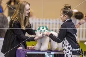 Dog Groomer of the year