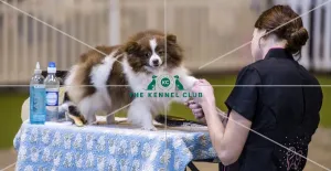 Dog Groomer of the year