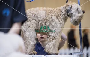 Dog Groomer of the year