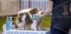 Dog Groomer of the year