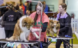 Dog Groomer of the year
