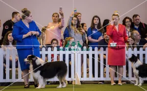 Crufts 2017
