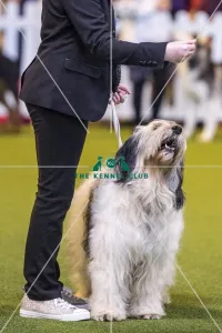 Crufts 2017