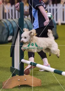 Crufts 2017