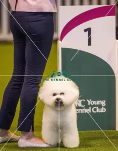 Crufts 2017
