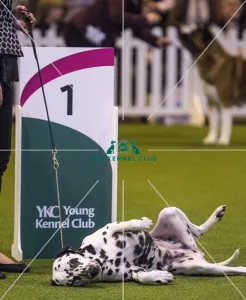 Crufts 2017