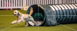 Crufts 2017