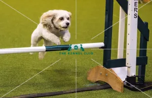 Crufts 2017